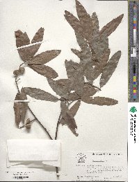 Quercus nigra image