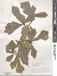 Quercus nigra image