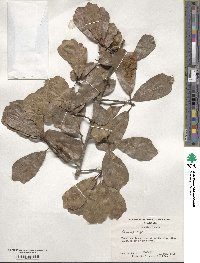 Quercus nigra image