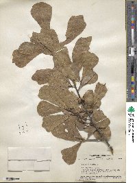 Quercus nigra image