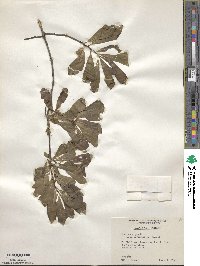 Quercus nigra image