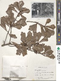 Quercus nigra image