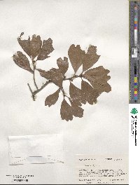 Quercus nigra image