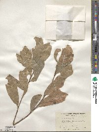 Quercus nigra image