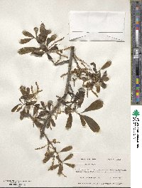 Quercus nigra image