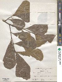 Quercus nigra image