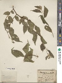 Celtis australis image