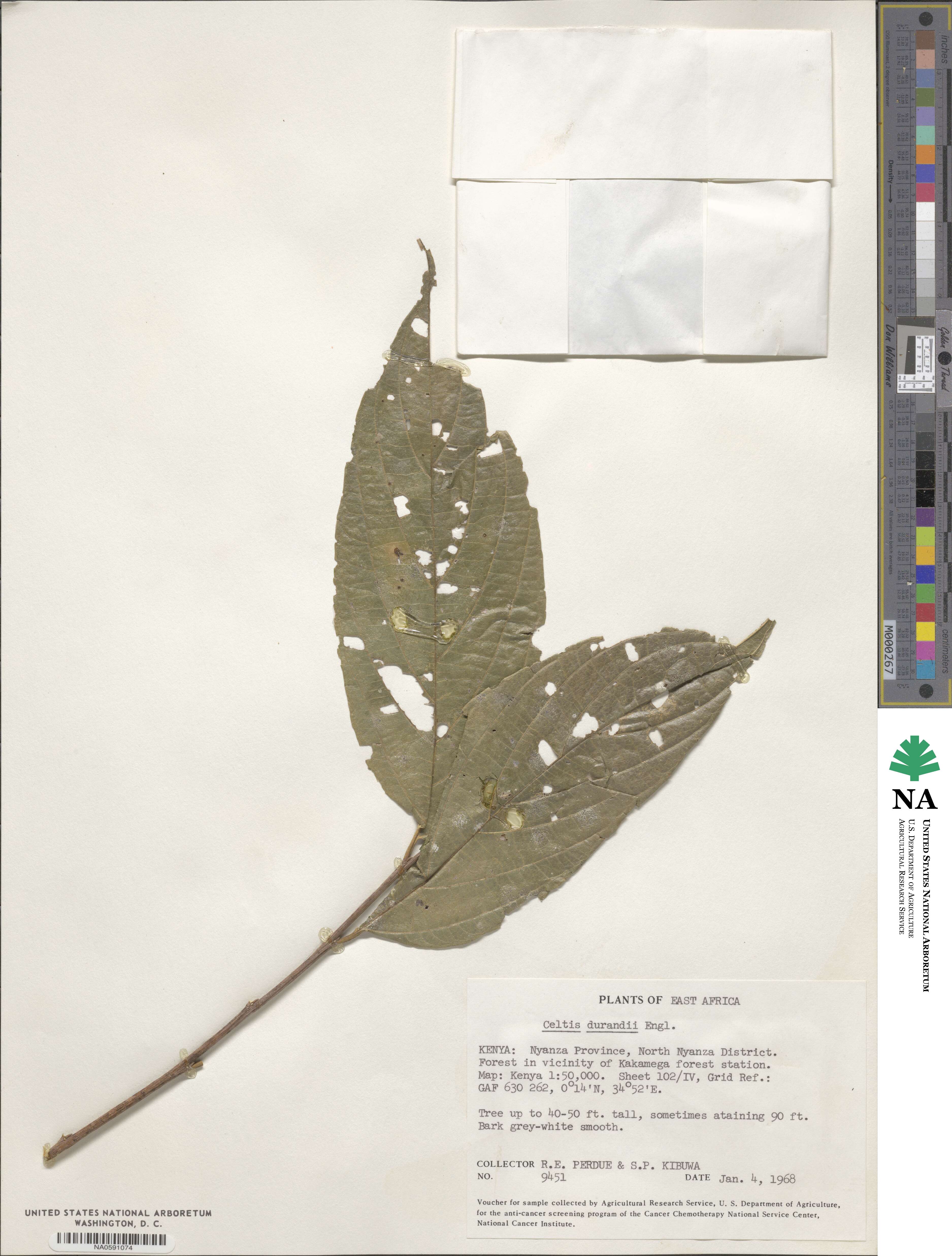 Celtis gomphophylla image