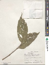 Celtis gomphophylla image