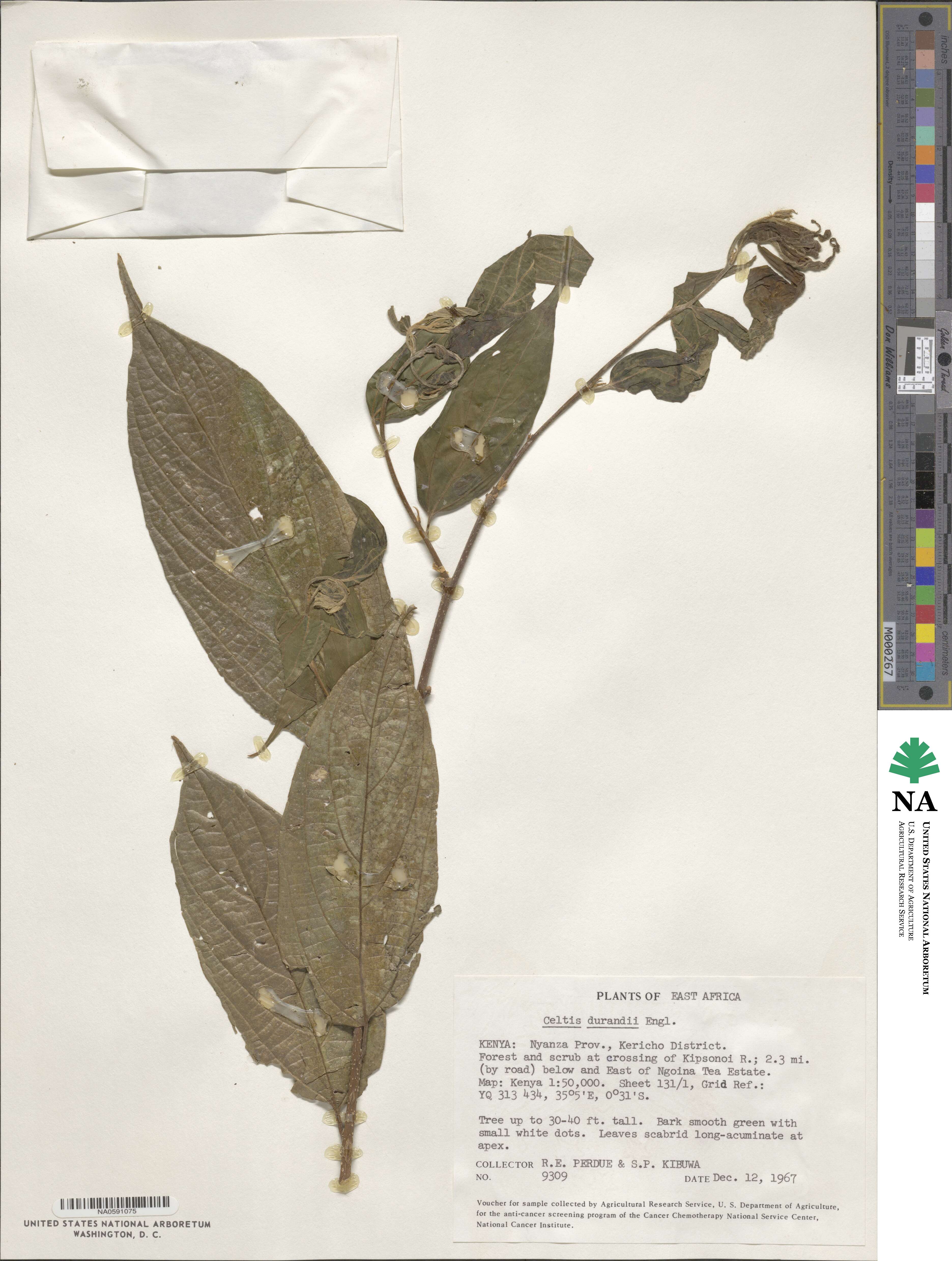 Celtis gomphophylla image