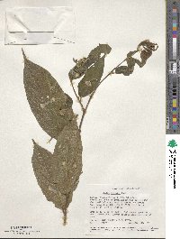 Celtis gomphophylla image