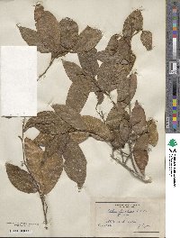 Image of Celtis mildbraedii