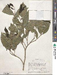 Celtis mildbraedii image