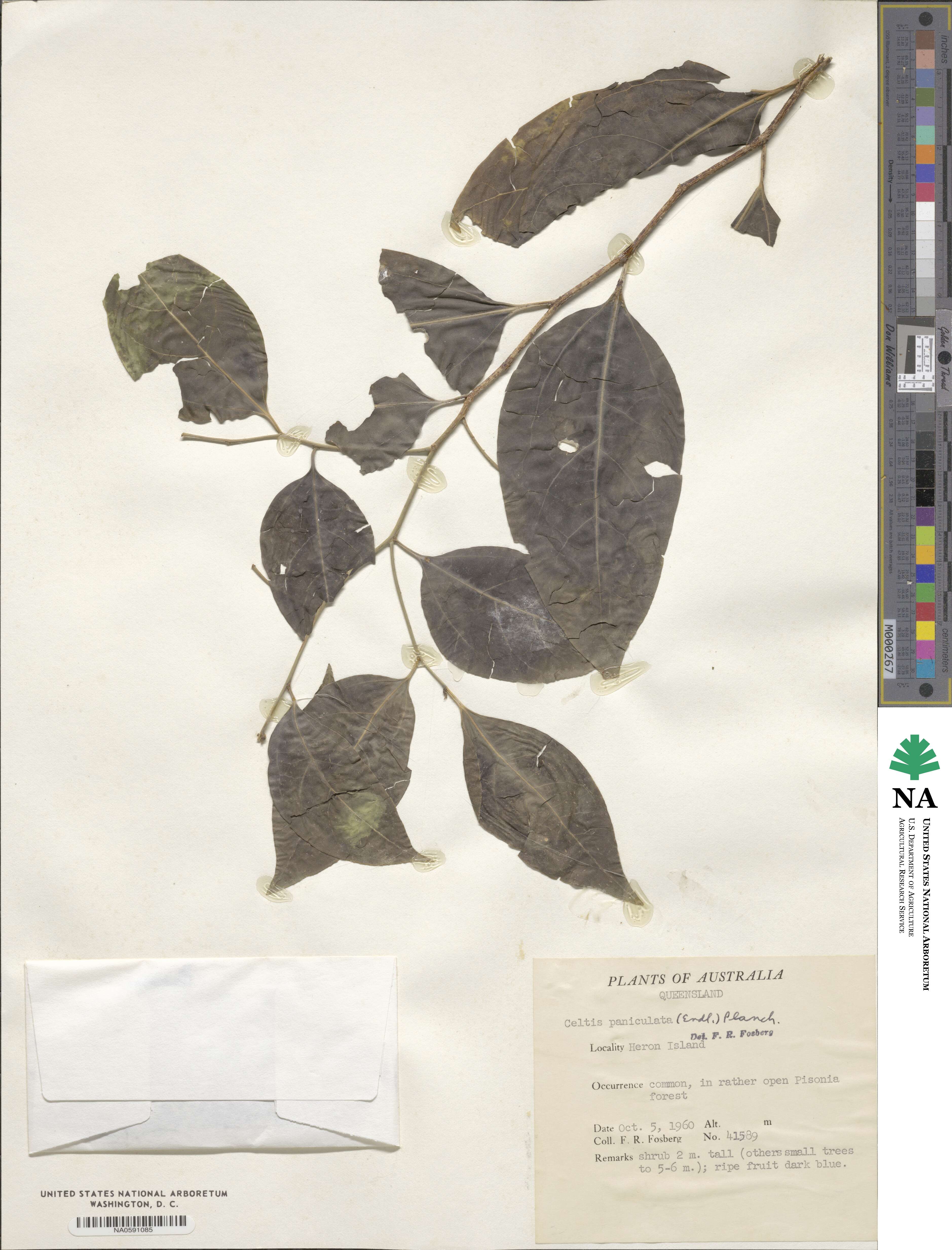 Celtis paniculata image