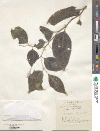 Image of Celtis paniculata