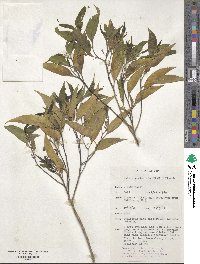 Celtis paniculata image