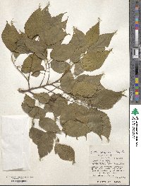 Celtis tetrandra image