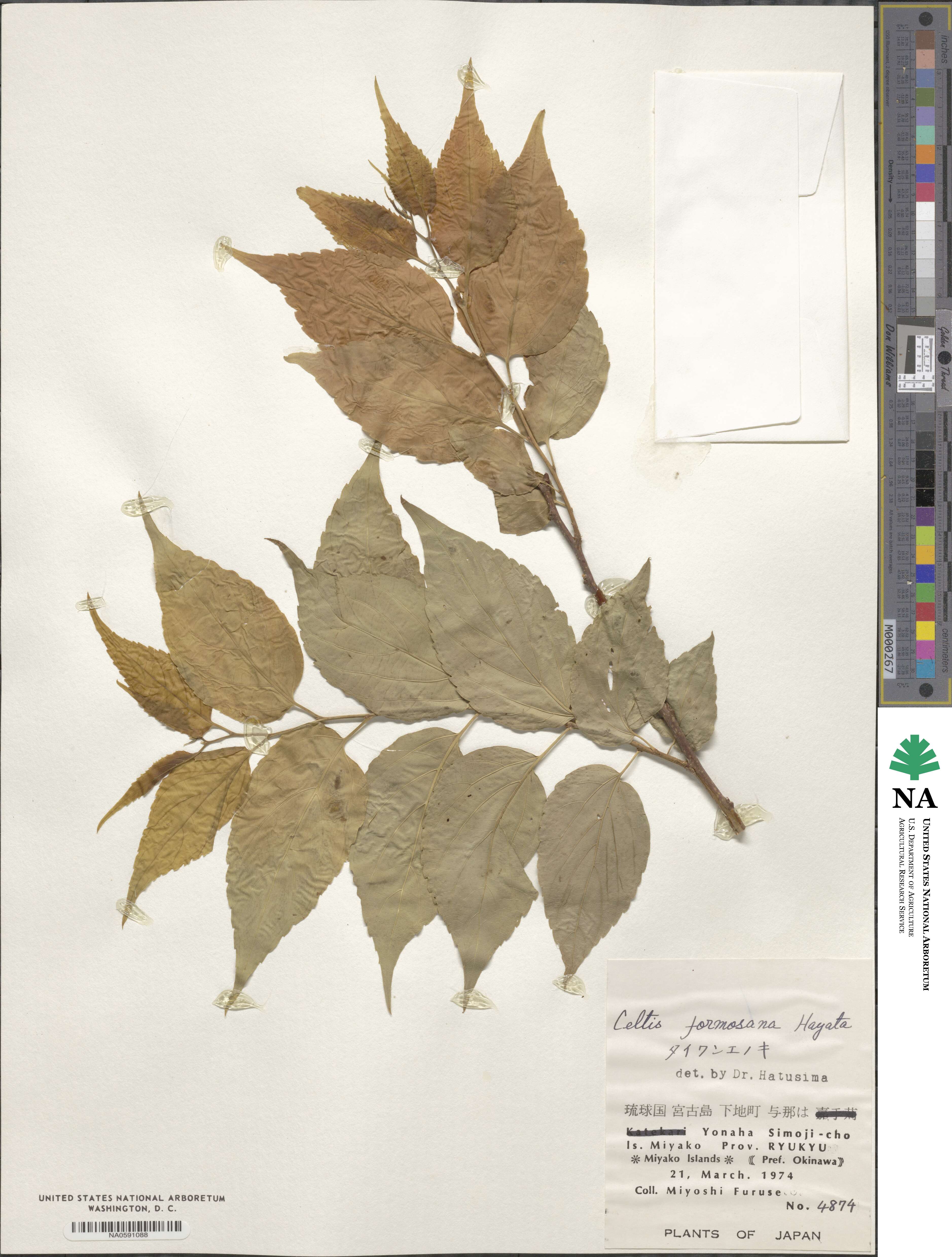 Celtis tetrandra image