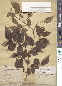 Celtis tetrandra image