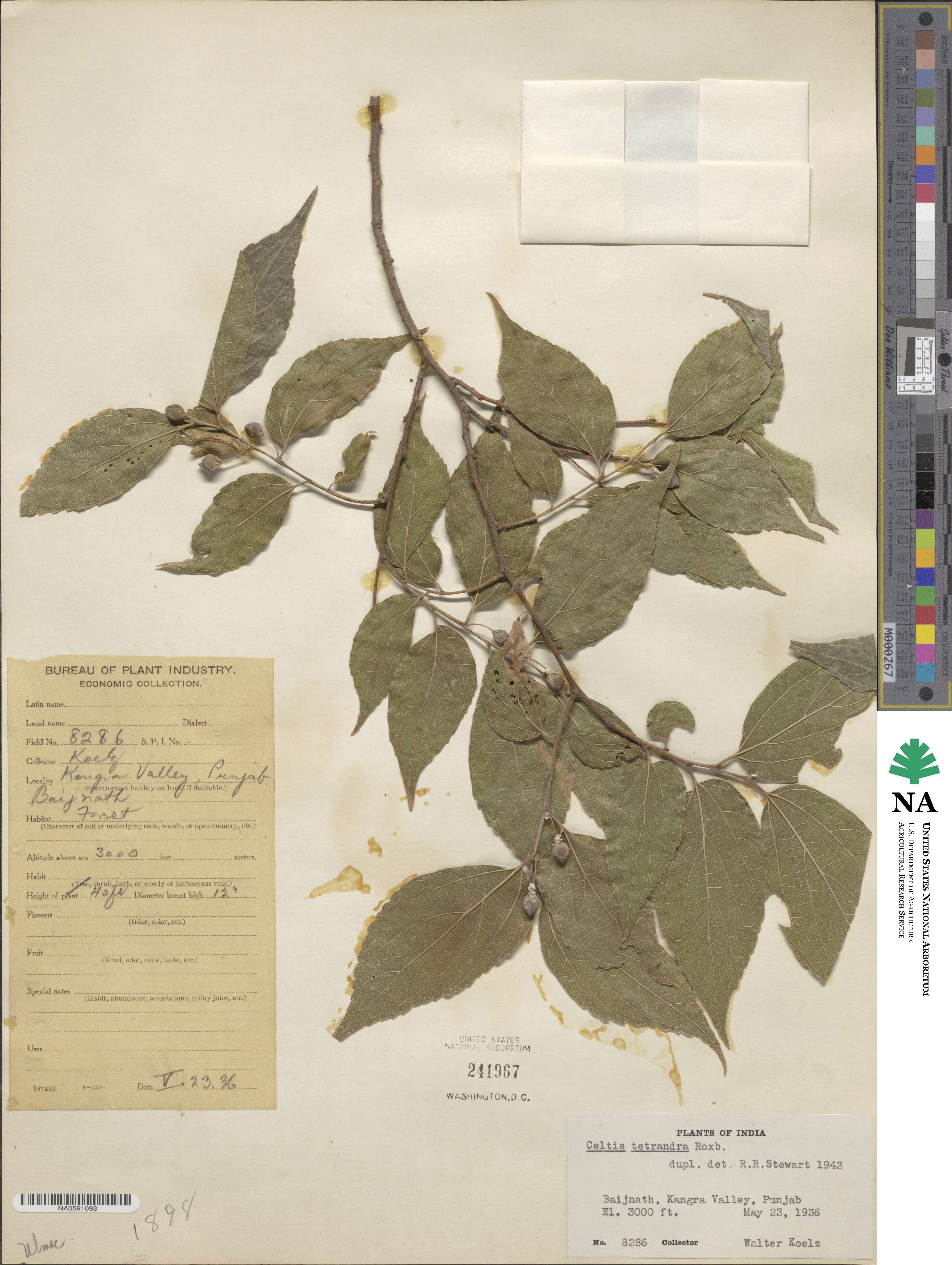 Celtis tetrandra image