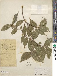 Celtis tetrandra image