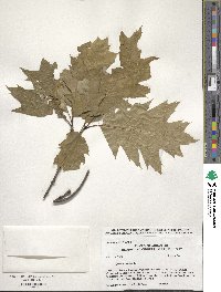 Quercus rubra image