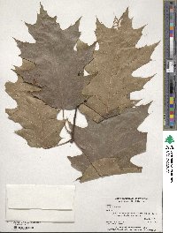 Quercus rubra image