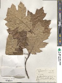 Quercus rubra image