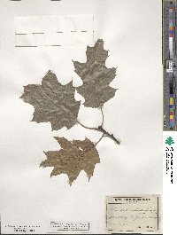 Quercus rubra image