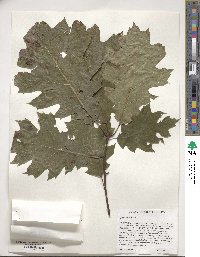 Quercus rubra image