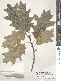 Quercus rubra image