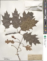 Quercus rubra image