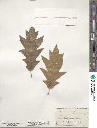 Quercus rubra image