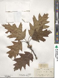 Quercus rubra image
