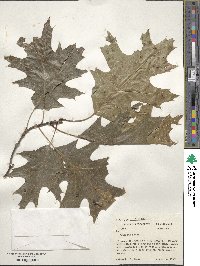 Quercus rubra image