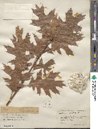 Quercus rubra image