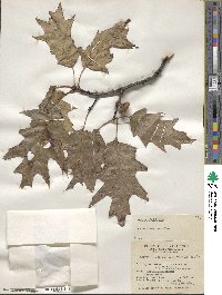 Quercus rubra image