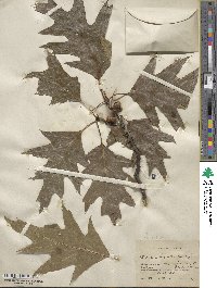 Quercus rubra image