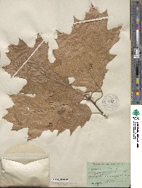 Quercus rubra image