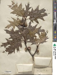 Quercus rubra image