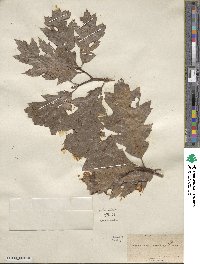 Quercus rubra image