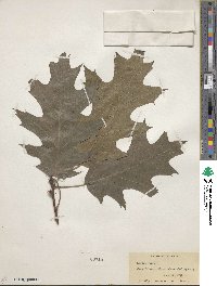 Quercus rubra image