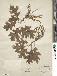 Quercus rubra image