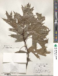 Quercus rubra image