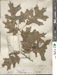 Quercus rubra image