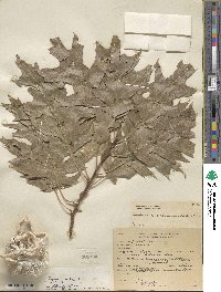 Quercus rubra image