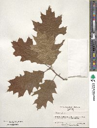 Quercus rubra image