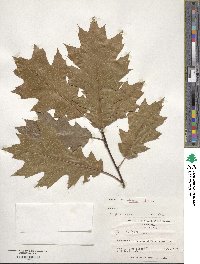 Quercus rubra image