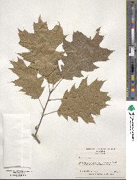 Quercus rubra image