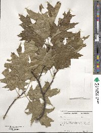 Quercus rubra image